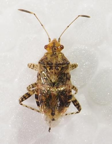 Réf. 308 784 : Niesthrea sp.